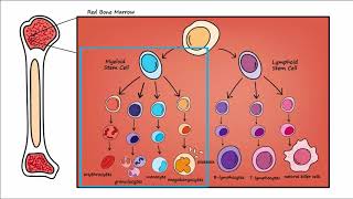 Leukemia  Overview [upl. by Iznek273]