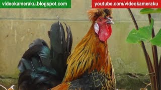 Rooster Crowing Sounds ONE HOUR  04032018 HQ Audio [upl. by Soisatsana]