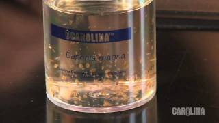 How to Care for Daphnia [upl. by Herrington]