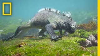 Swim Alongside a Galápagos Marine Iguana  National Geographic [upl. by Summers]