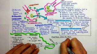 Tuberculosis Pathogenesis [upl. by Genni]