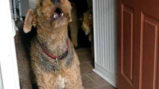 Airedales howling [upl. by Eymaj]