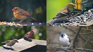 Georgia Backyard Birds  Cardinals Finches Nuthatches Chickadees Titmice Woodpeckers Wrens [upl. by Dickey]