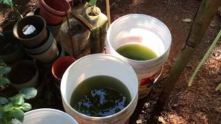 How to grow Green Water Algae [upl. by Charlotte]