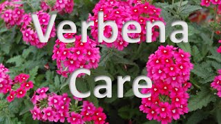 Verbena Care [upl. by Ylecara214]