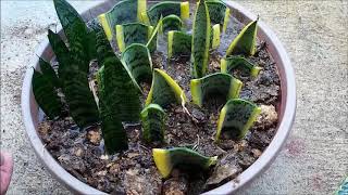 Snake Plant Propagation in Water and Soil by Leaf Cuttings Sansevieria [upl. by Annawt613]