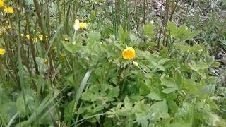 Wood poppy vs greater celandine identification [upl. by Suoirad]