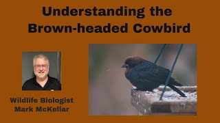 Understanding Brownheaded Cowbirds [upl. by Madaras]