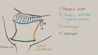 VNatomy  Thoracic cavity [upl. by Latoyia133]