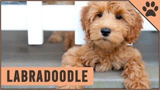 Labradoodle  Dog Breed Information [upl. by Ariane]