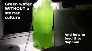 Green Water WITHOUT a Starter Culture  From Scratch  How To [upl. by Wexler]