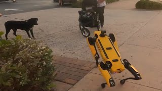 Robot Dog meets Real Dog  Scrappys Adventures [upl. by Akyeluz309]