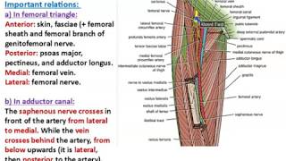 Hip Muscles  Lateral Rotator Group amp Gluteus Muscles [upl. by Alric]