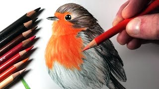 How to Draw a Robin [upl. by Camile]