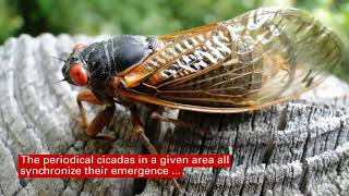 Sounds of Summer Periodical Cicadas [upl. by Esinahs]