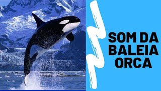 Som da Baleia Orca  Whale Sound Effect  Som dos Oceanos [upl. by Aniwde312]