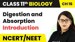 Digestion and Absorption  Introduction  Class 11 Biology [upl. by Nodnelg900]