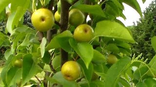 Large Korean Asian Pear Tree [upl. by Umberto837]