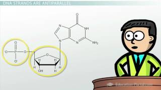 DNA  Adenine Guanine Cytosine Thymine [upl. by Bengt]