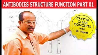 Antibodies  Immunoglobulins Structure amp Function  Part 1 [upl. by Rudin599]