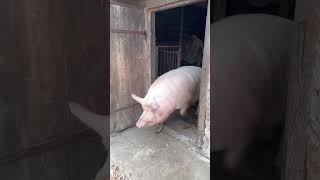 Ось така наша Булочка villagelife pig diy farm animals farming animal village [upl. by Faucher]