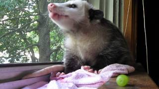 Possum eating strawberry and grapes [upl. by Carce]