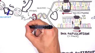 Pharmacology  Chemotherapy agents MOA Alkalating antimetabolites topoisomerase antimitotic [upl. by Anytsirhc]