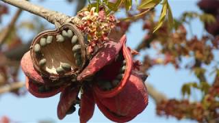 Sterculia foetida Indian Wild Almond [upl. by Margarete415]