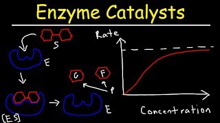 Enzymes  Catalysts [upl. by Netsirhk]