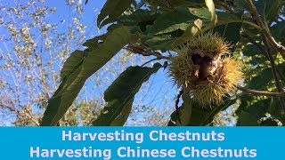 Harvesting Chestnuts Harvesting Chinese Chestnuts [upl. by Namia]