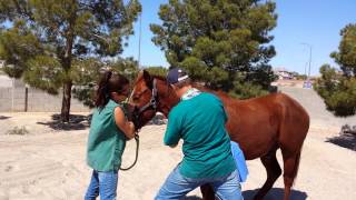 Bentley Gelding Day procedure [upl. by Eltsirhc]