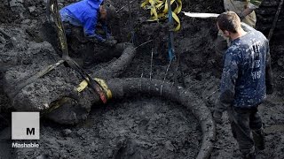 Nearly Complete Mammoth Skeleton Found on Michigan Soy Farm  Mashable [upl. by Jefferson]