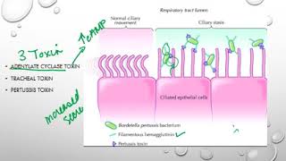 Bordetella pertussis [upl. by Knuth]