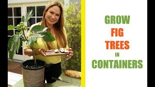 GROW A FIG TREE IN A POT FOR MAXIMUM FIGS Shirley Bovshow [upl. by Paco]