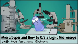 Microscopes and How to Use a Light Microscope [upl. by Nevada]