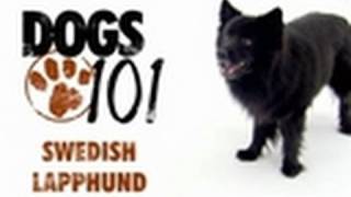 Dogs 101  Swedish Lapphund [upl. by Airrat]