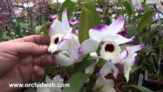 OrchidWeb  Dendrobium Nobile Orchid Hybrid [upl. by Codd]