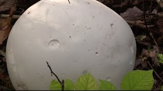 How to Identify and Eat White Puffball Mushrooms [upl. by Sherwin]