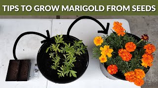 How to grow Marigold Flowers from Seeds  STEP BY STEP Guide [upl. by Jacoba500]