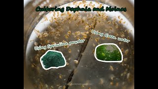 How To Culture Daphnia and Moinas using Green Water Spirulina powder [upl. by Nivanod]