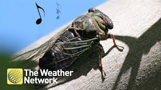 Cicadas Why do they make the sound they do [upl. by Reena]