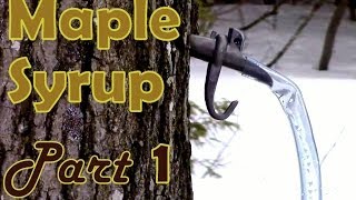 Making Maple Syrup Part 1 How to Select amp Tap a Maple Tree [upl. by Mahla498]