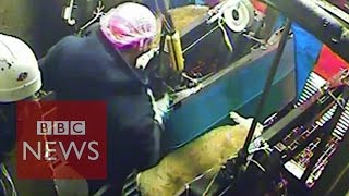 Secret film exposes abattoir cruelty [upl. by Nirrok]