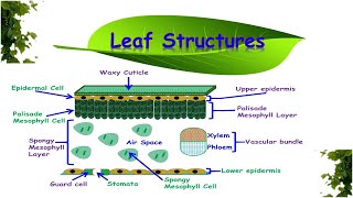 Leaf Structures amp Functions [upl. by Googins370]