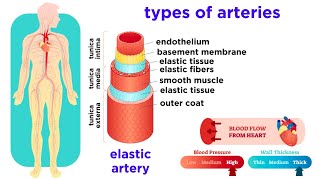 The Circulatory System Part 2 Blood Vessels [upl. by Faythe]