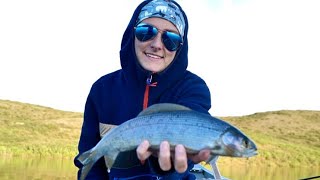 Arctic Grayling Fish Alaska [upl. by Sarene]