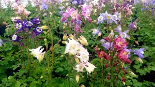 Aquilegia Biedermeier Columbine  Gorgeous mix of Easy to Grow Perennials [upl. by Nyleikcaj276]