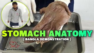 Stomach anatomy in bangla  Parts clinical importance histologydevelopment [upl. by Diena]