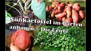 Süßkartoffel anbauen im Garten  Süßkartoffel Ernte [upl. by Ssitnerp]