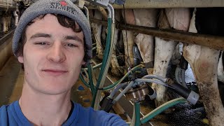 Milking Cows on my Family Dairy Farm [upl. by Tyler]